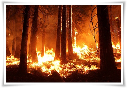 ภาพไฟป่า