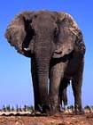 ช้างแอฟริกา
