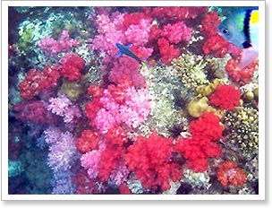 ปะการังอ่อนเจ็ดสี ร่องน้ำจาบัง ที่มา: http://park.dnp.go.th