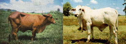 ภาพโคนม