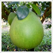 ภาพส้มโอนครชัยศรี
