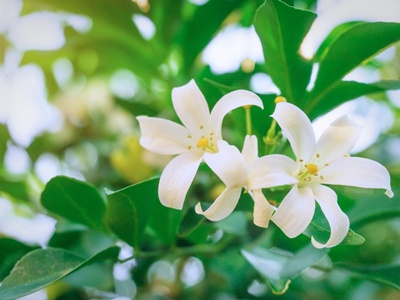 วันสมเด็จกรมพระปรมานุชิตชิโนรส 11 ธันวาคม : ภาพดอกแก้ว