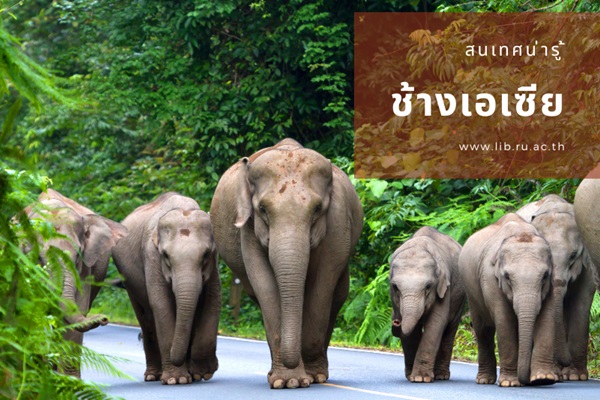สนเทศน่ารู้ เรื่อง ช้างเอเซีย
