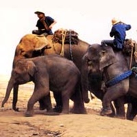 วันช้างไทย 13 มีนาคม